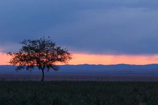 Einsamer Baum. Sonnenaufgang. Feld. — Stockfoto