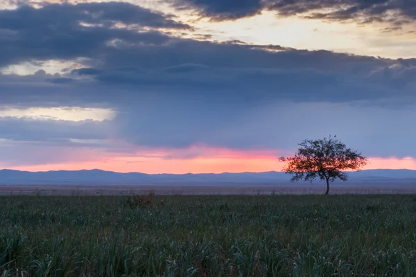 Uma árvore solitária. Nascer do sol. Domínio . — Fotografia de Stock