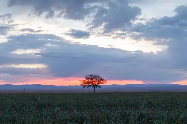 Ensamt träd. Sunrise. Fält. — Stockfoto