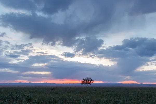 Un arbre solitaire. Au lever du soleil. Champ . — Photo