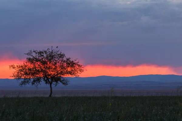 Osamělý strom. Východ slunce. Pole. — Stock fotografie