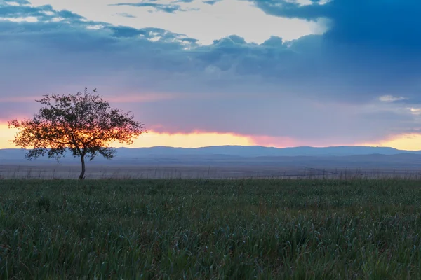 Ensamt träd. Sunrise. Fält. — Stockfoto