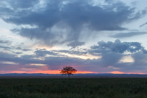 Samotne drzewo. Wschód słońca. Pola. — Zdjęcie stockowe