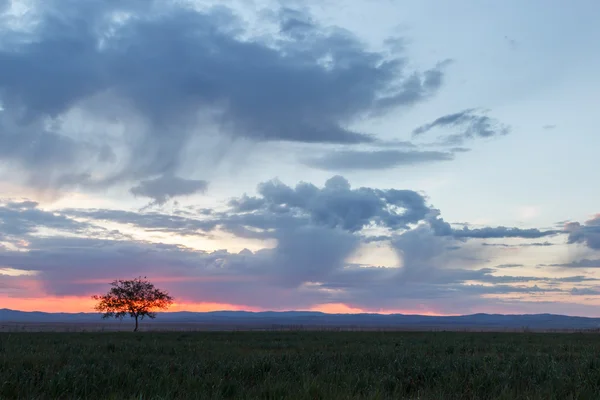 Ensamt träd. Sunrise. Fält. — Stockfoto