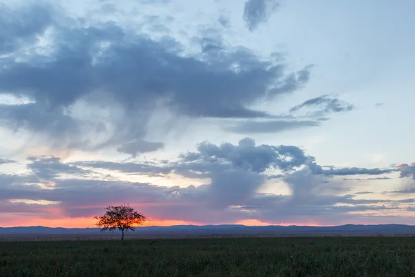 Ensamt träd. Sunrise. Fält. — Stockfoto