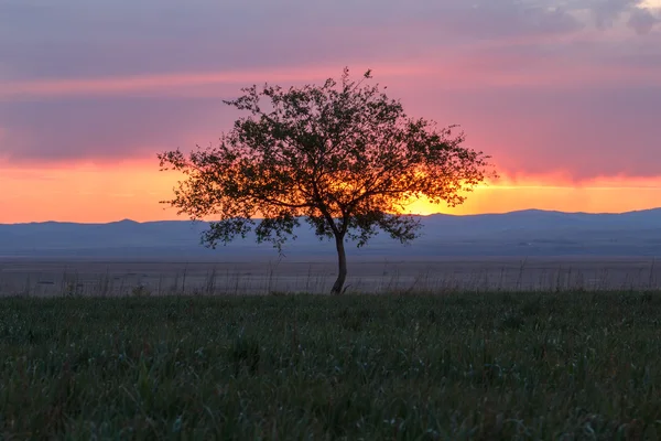 Albero solitario. All'alba. Settore . — Foto Stock