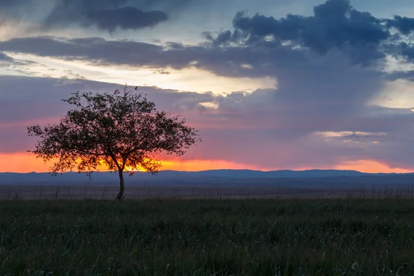 Uma árvore solitária. Nascer do sol. Domínio . — Fotografia de Stock