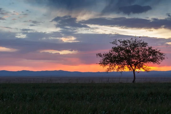 Yalnız ağaç. Güneş doğuyor. Alan.