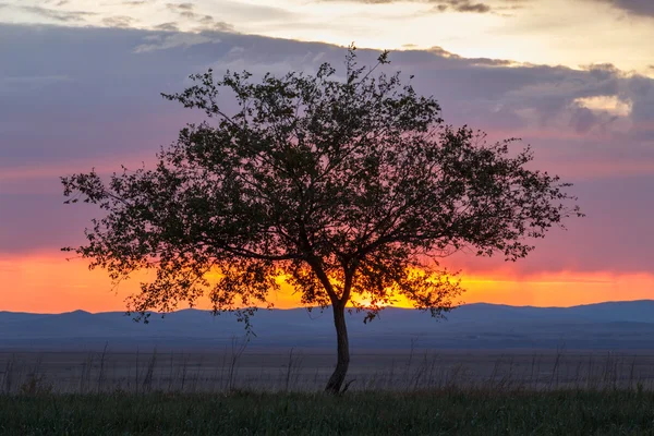 Yalnız ağaç. Güneş doğuyor. Alan.