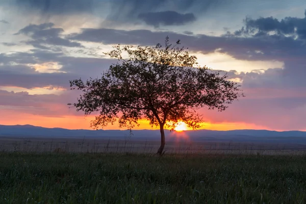 Yalnız ağaç. Güneş doğuyor. Alan.