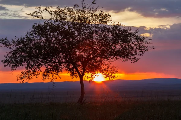 Ensamt träd. Sunrise. Fält. — Stockfoto