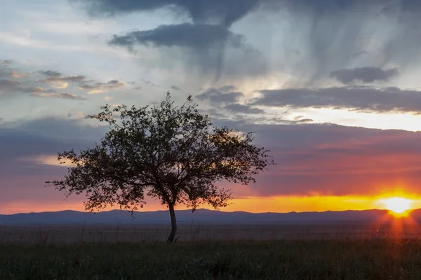 Yalnız ağaç. Güneş doğuyor. Alan.
