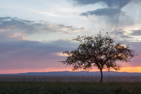 Un arbre solitaire. Au lever du soleil. Champ . — Photo