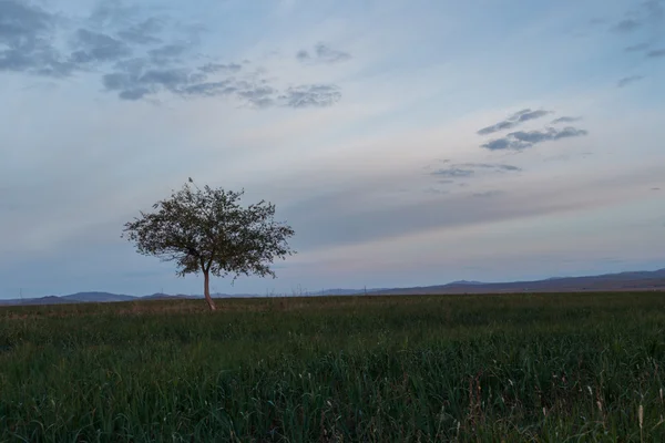 Un arbre solitaire. Au lever du soleil. Champ . — Photo