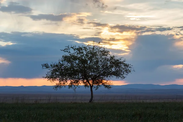 Un arbre solitaire. Au lever du soleil. Champ . — Photo