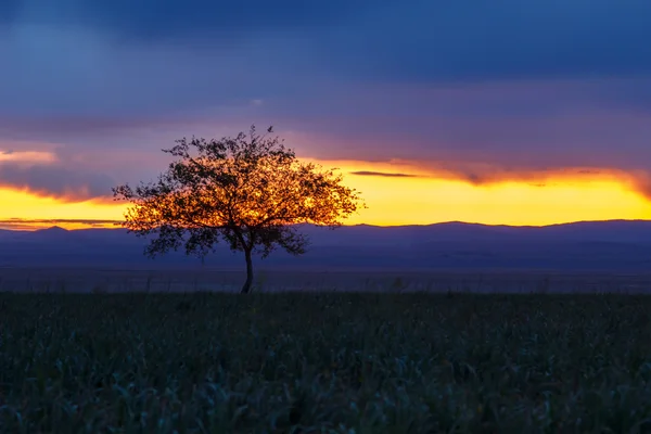 Samotne drzewo. Wschód słońca. Pola. Obraz Stockowy