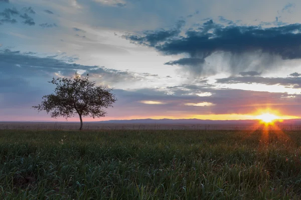 Árbol solitario. Amanecer. Ámbito . Imágenes de stock libres de derechos