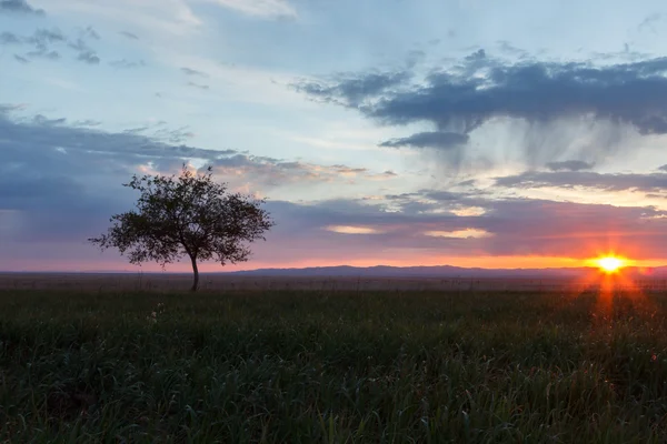 Árbol solitario. Amanecer. Ámbito . Imagen de archivo