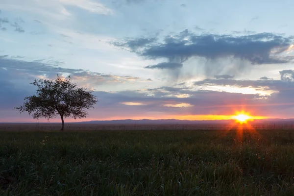 Árbol solitario. Amanecer. Ámbito . Fotos De Stock