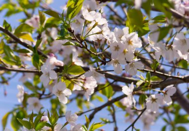 Güzel sakura bahar zaman, Miyazaki, Japan