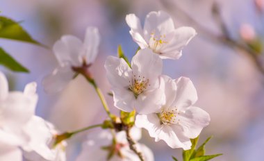 Güzel sakura bahar zaman, Miyazaki, Japan