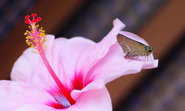 Schmetterling auf rosa Hibiskusblüte im Garten — Stockfoto