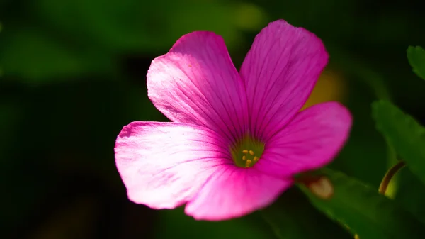 Fiore rosa Oxalis glabra su foglia verde in Giappone — Foto Stock