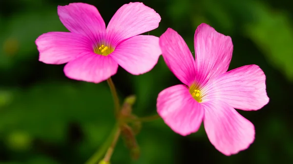 Fleur rose Oxalis glabra sur feuille verte au Japon — Photo