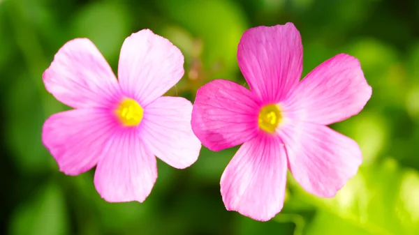 日本の緑の葉の上ピンク カタバミ glabra 花 — ストック写真