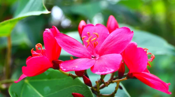 Kryddig röd jatropha på gröna blad — Stockfoto