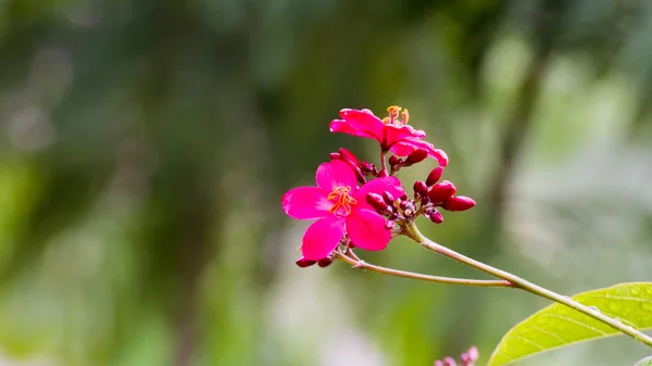 Pittige Jatropha integerrima bloem in Japanse tuin — Stockfoto