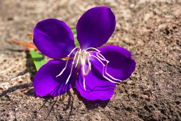 O belo close-up de melastome Malabar no jardim japonês — Fotografia de Stock