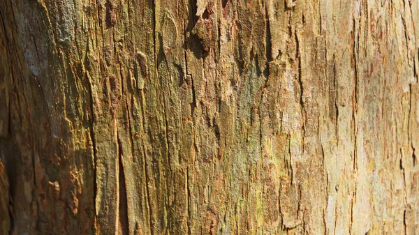 Holz Textur, Vintage Hintergrund — Stockfoto