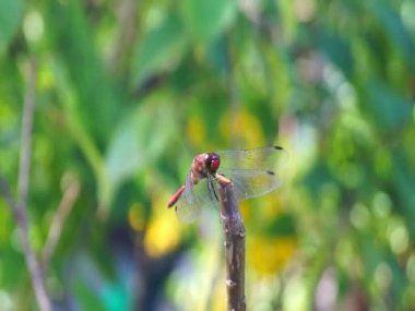 Yusufçuk Japon Bahçe