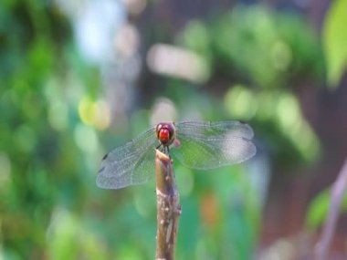 Yusufçuk Japon Bahçe