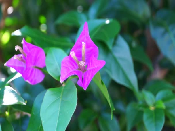 Rosa bougainvillea i japanska trädgården — Stockvideo