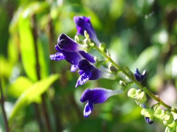 Purple flowers in japanese garden — Stock Video