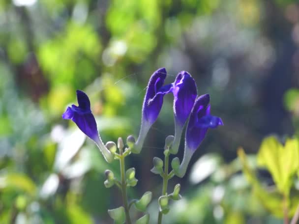 Fleurs violettes dans le jardin japonais 