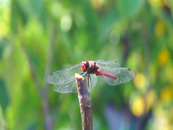Dragonfly i japanska trädgården — Stockvideo