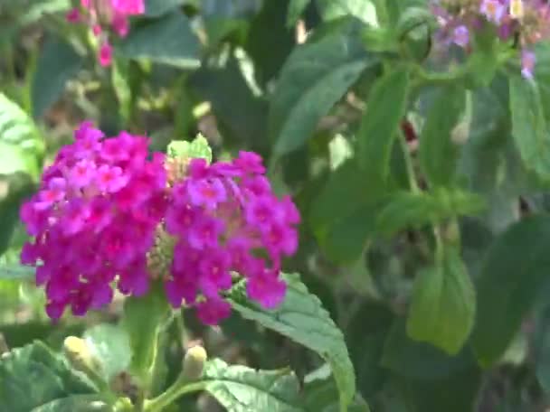 Lantana kwiat w Japonii natura — Wideo stockowe