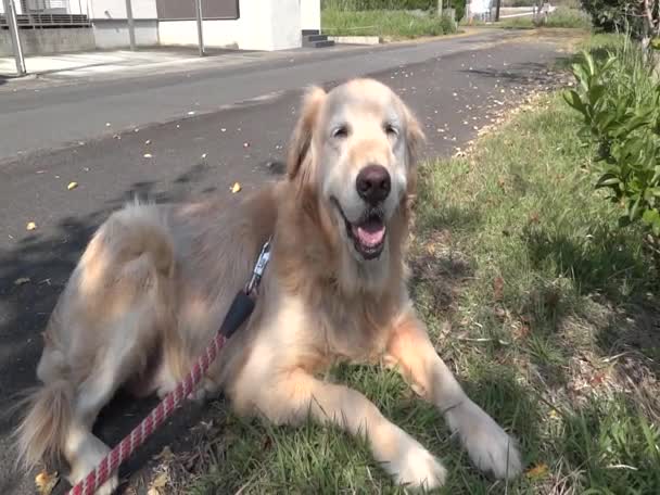 Golden Retriever en Japón — Vídeo de stock