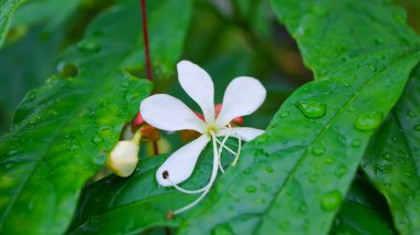 Japon Bahçe (Clerodendrum wa portre sevimli beyaz çiçeklenir