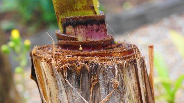 muz ağacı sonra Japon bahçesi kesim