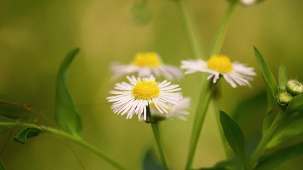 Grasblume mit Ölfarbe Vintage Hintergrund — Stockfoto