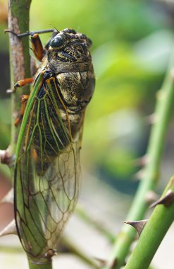Japon bahçesi gül ağacından ağustosböceği tünemiş