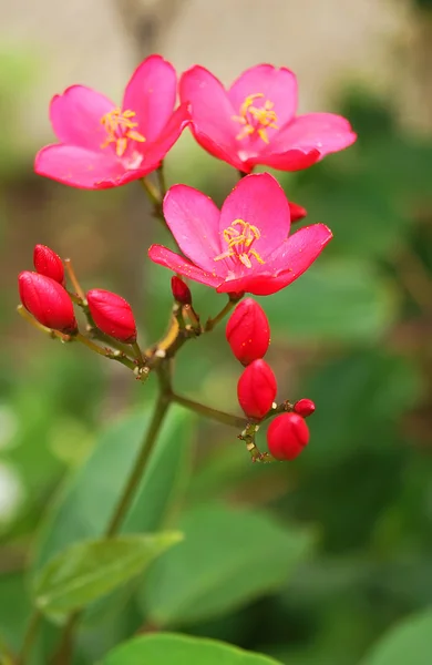 Pikantne Jatropha kwiat na tle zieleni — Zdjęcie stockowe