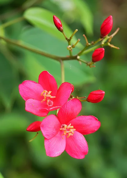 Spicy Jatropha flower on green nature background — Stock Photo, Image