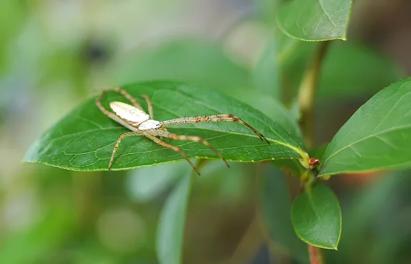Araña sobre hoja verde —  Fotos de Stock