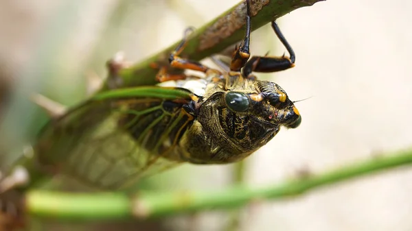 Cicada perché sur l'arbre rose dans le jardin japonais — Photo