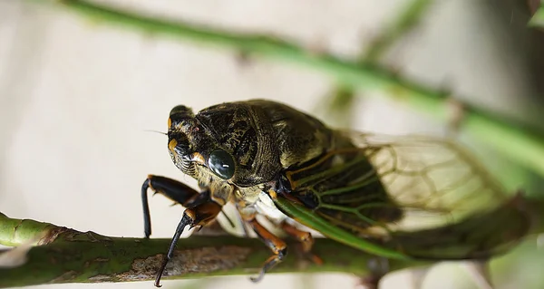 Zikade hockt auf Baumrose im japanischen Garten — Stockfoto